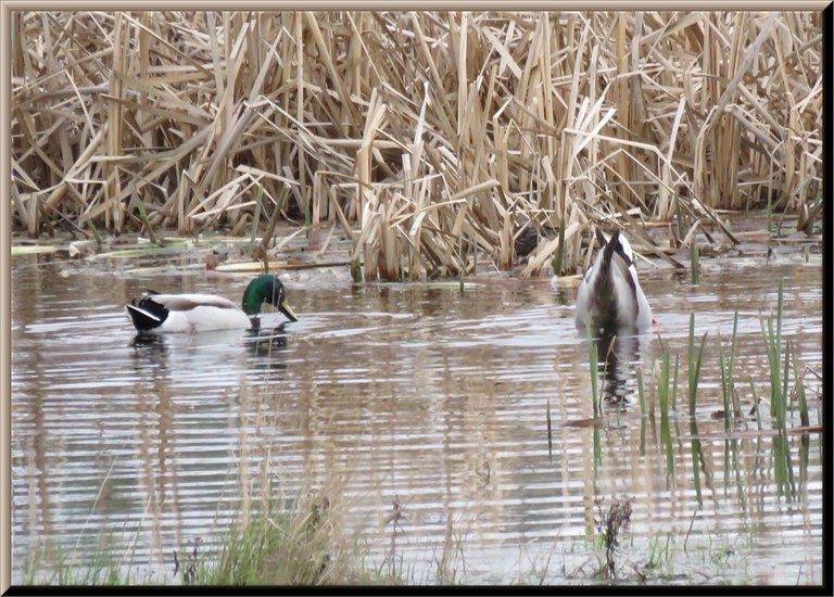 2 mallard ducks feeding 1 bottoms up.JPG