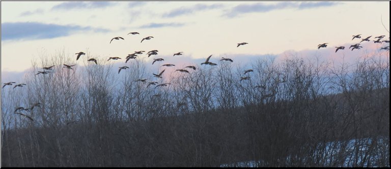 flock of geese flying in sunset colored sky above the trees.JPG