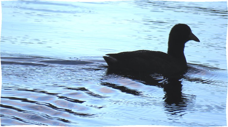 coot swimming in the water.JPG