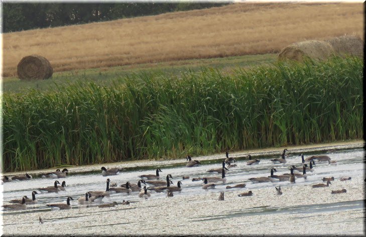 Canada geese and gadwall ducks hanging at edge of pond with bales in background.JPG