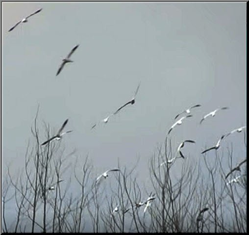 snow geese lifting off into flight behind bare poplar trees.jpg