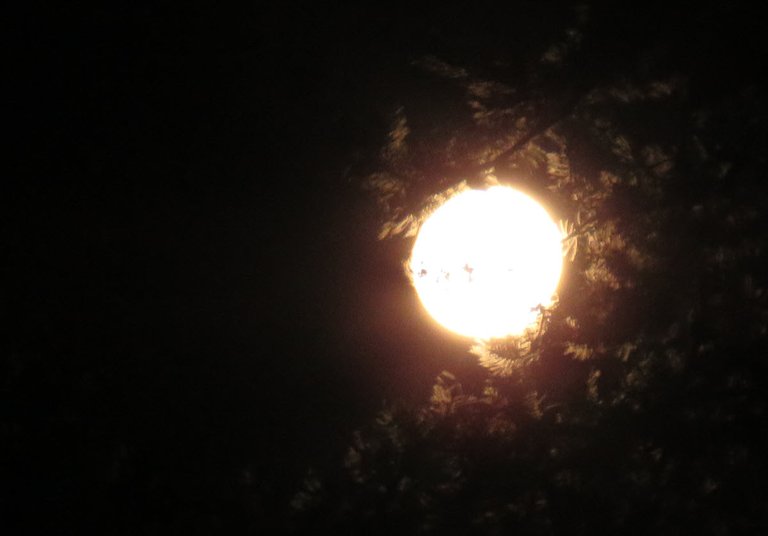 bright orange full moon cradled in pine branches.JPG