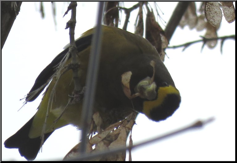 male grosbeak bending upside down eating maple seeds.JPG