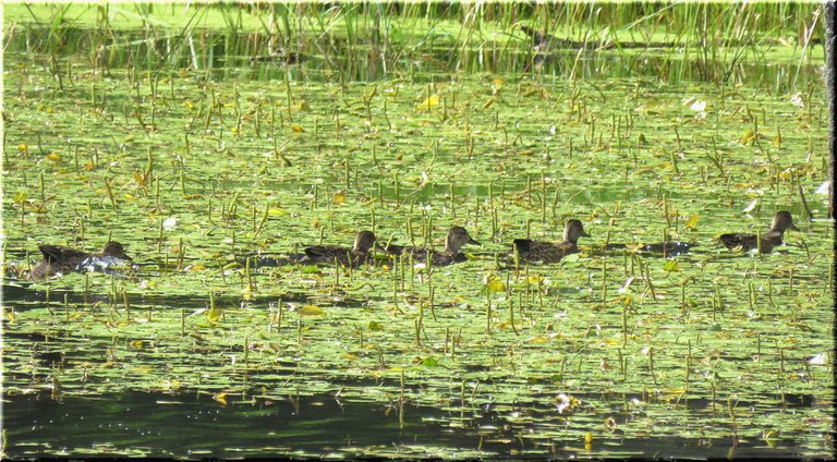 Teal Duck Family Swimming Into Lily Pads on Pond.JPG