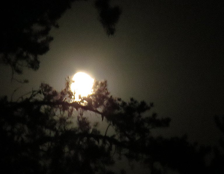 bright orgish moon cradled in pine branch.JPG