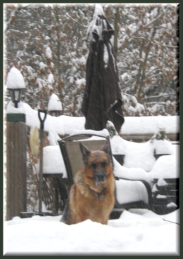 Bruno sitting in deep snow on deck not looking very happy.JPG