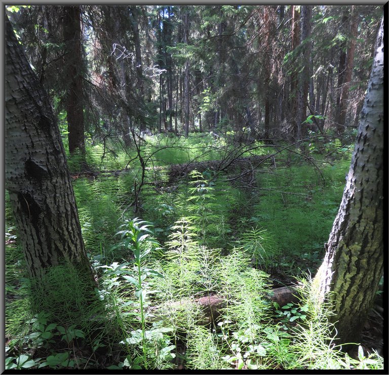 lush green horsetail in understory of forest.JPG