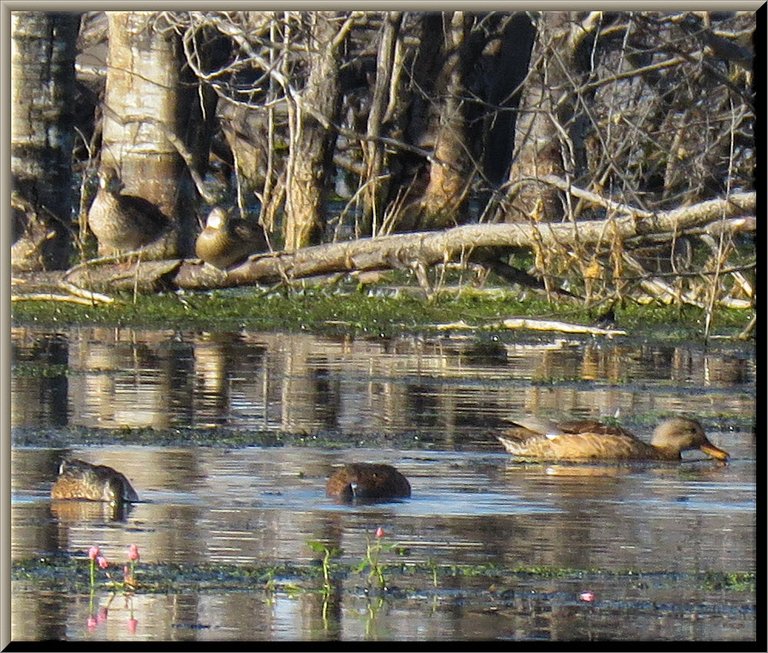 2 ducks standing on fallen log 3 ducks feeding by pink flowering smartweed.JPG