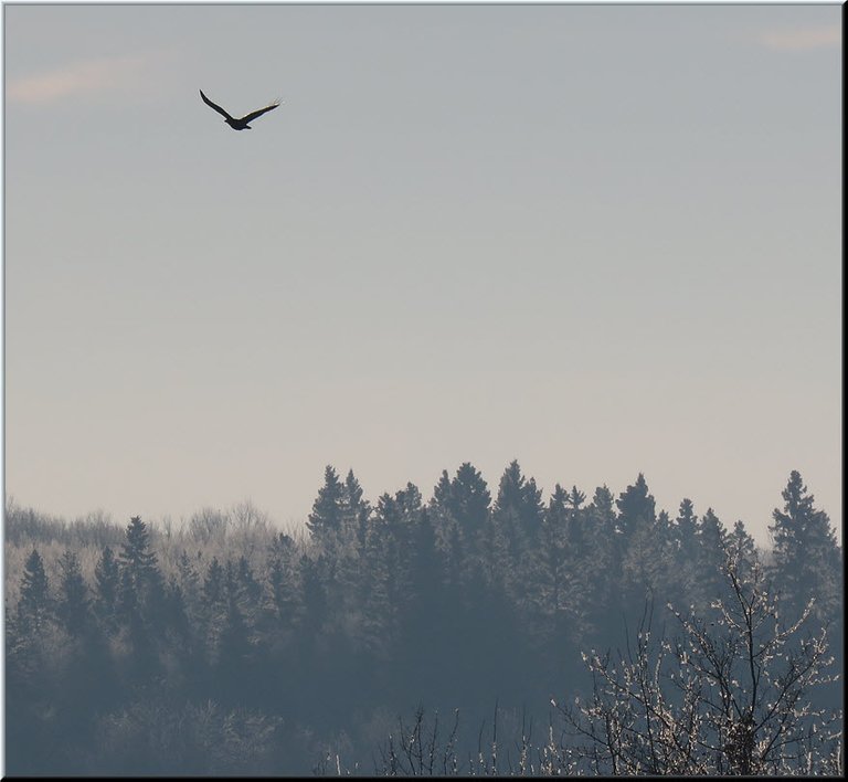 raven flying over hill covered with frosted trees pink in sky.JPG
