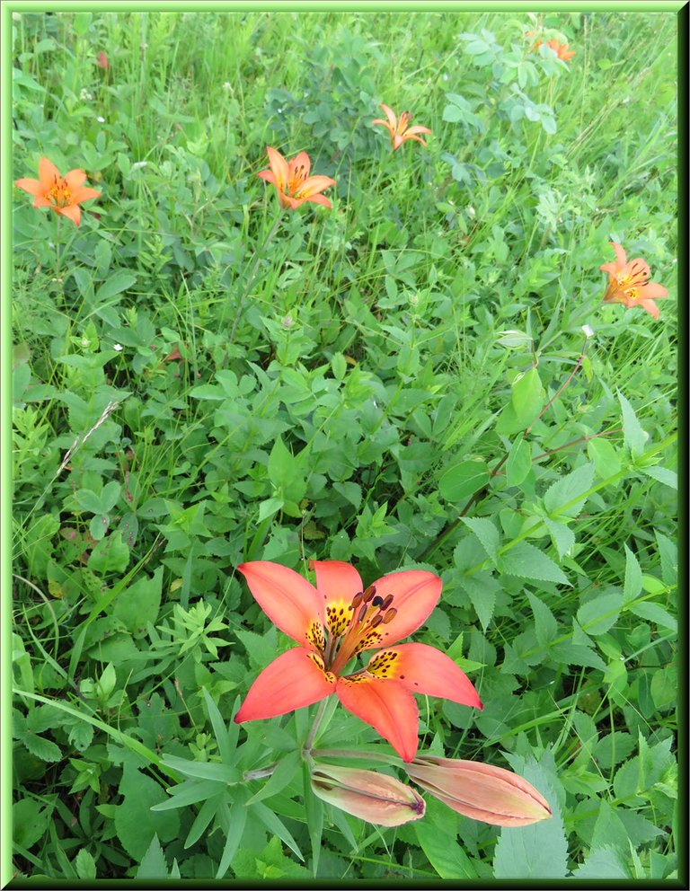 tigerlily bloom with 2 buds and group of tigerlies behind.JPG