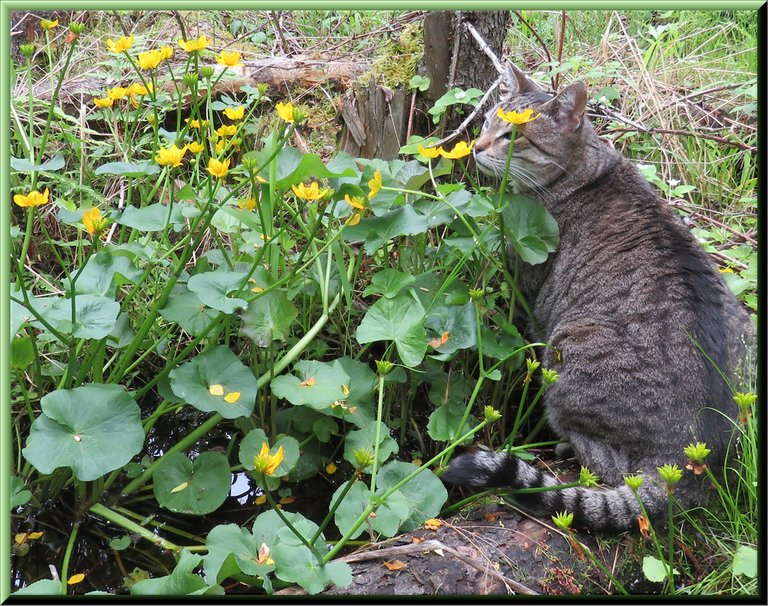 JJ smelling the marsh marigold flowers.JPG