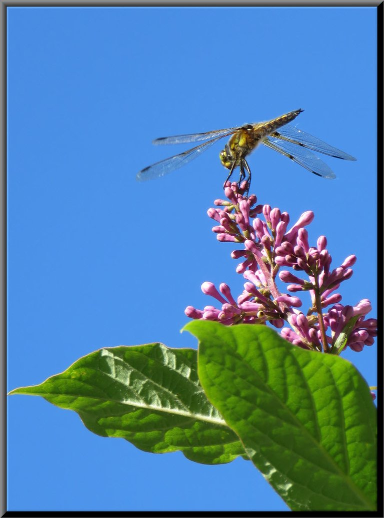 dragon fly on lilac blossom.JPG