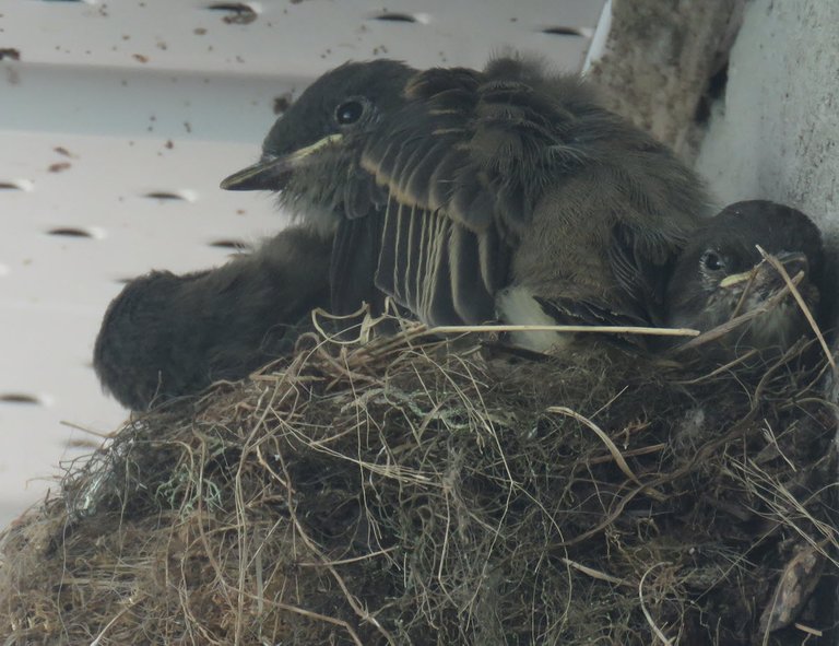 3 big phoebe chicks scrunched in nest 1 spreads wing.JPG