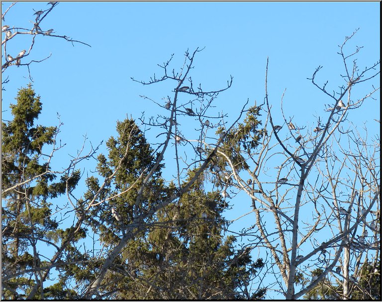 large flock of snow buntings in poplar trees.JPG