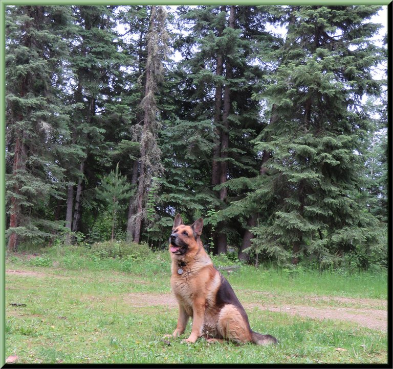 Bruno sitting looking up with evergreens in background.JPG