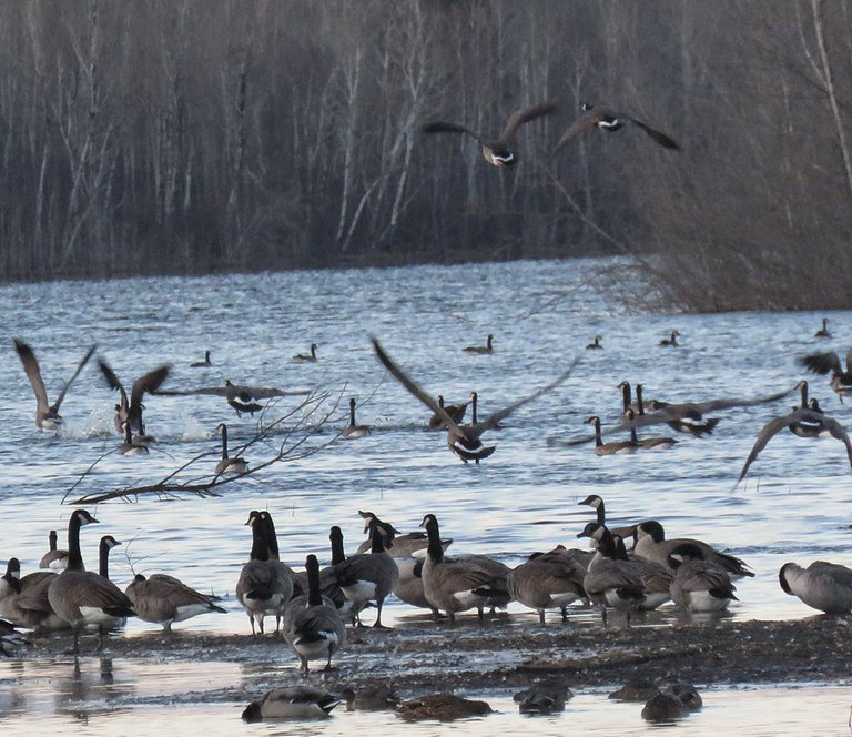 flock of geese coming in for a landingtouching down on water.JPG