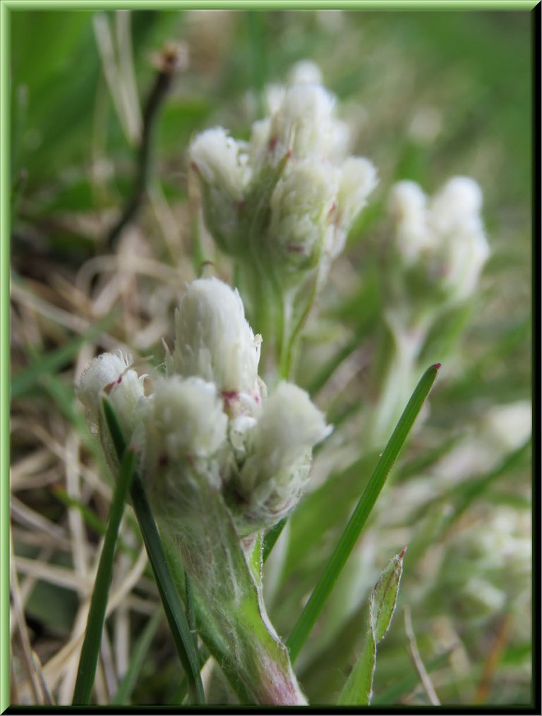 close up pussy toe blooms.JPG