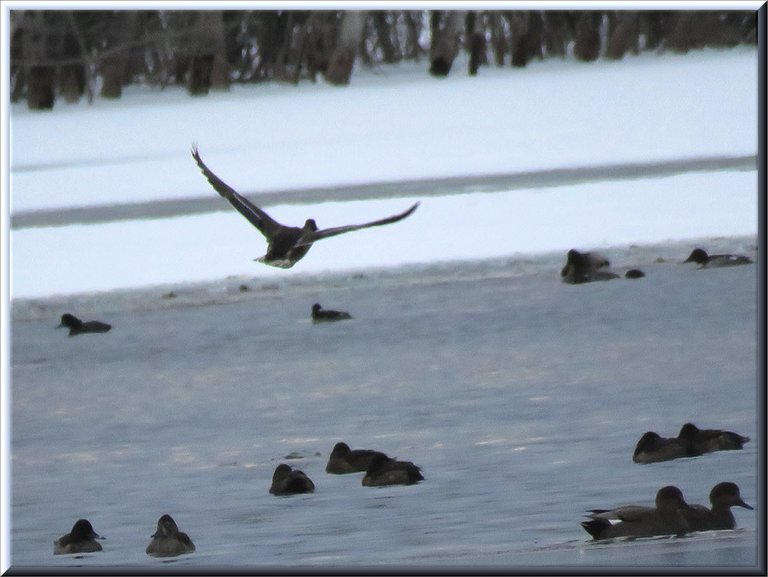 duck in flight over others swimming on icy water.JPG