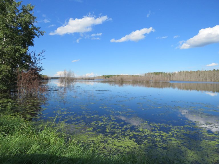 beautiful scene of pond with ducks.JPG