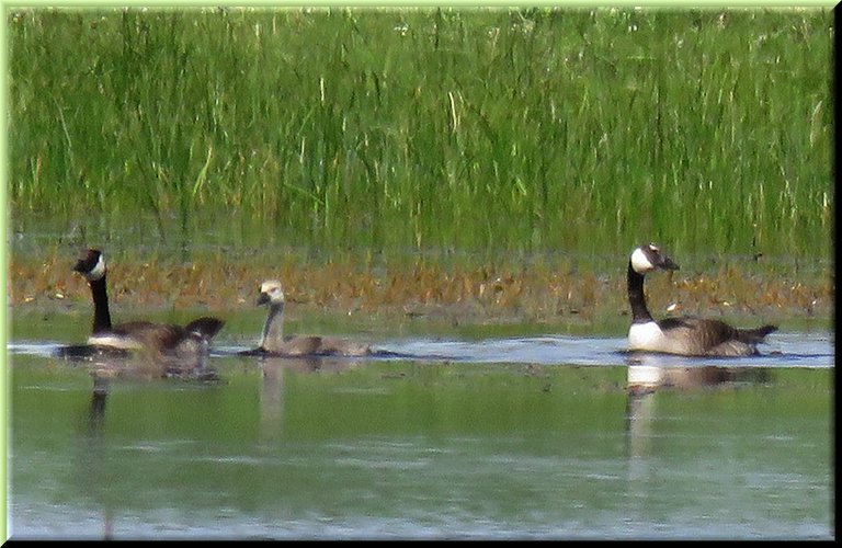 pair of geese swimming with one bigger gosling.JPG