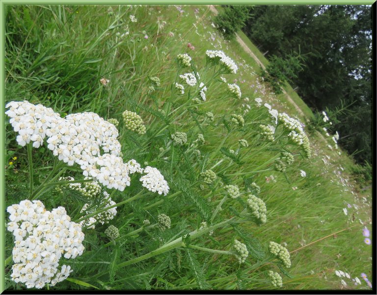 close up yarrow blossoms in wildflower meadow with 4 yound spruce in a line behind.JPG