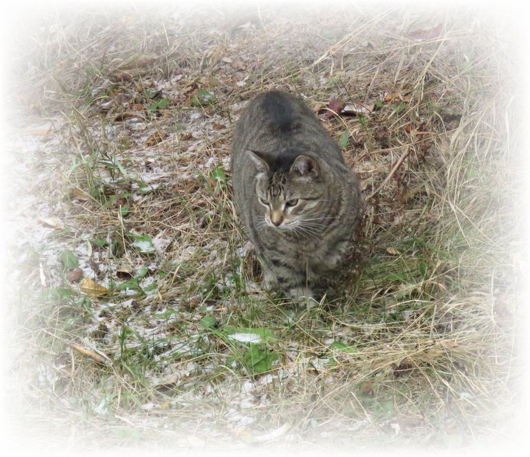 JJ paw up walking through 1st snow in grass.JPG