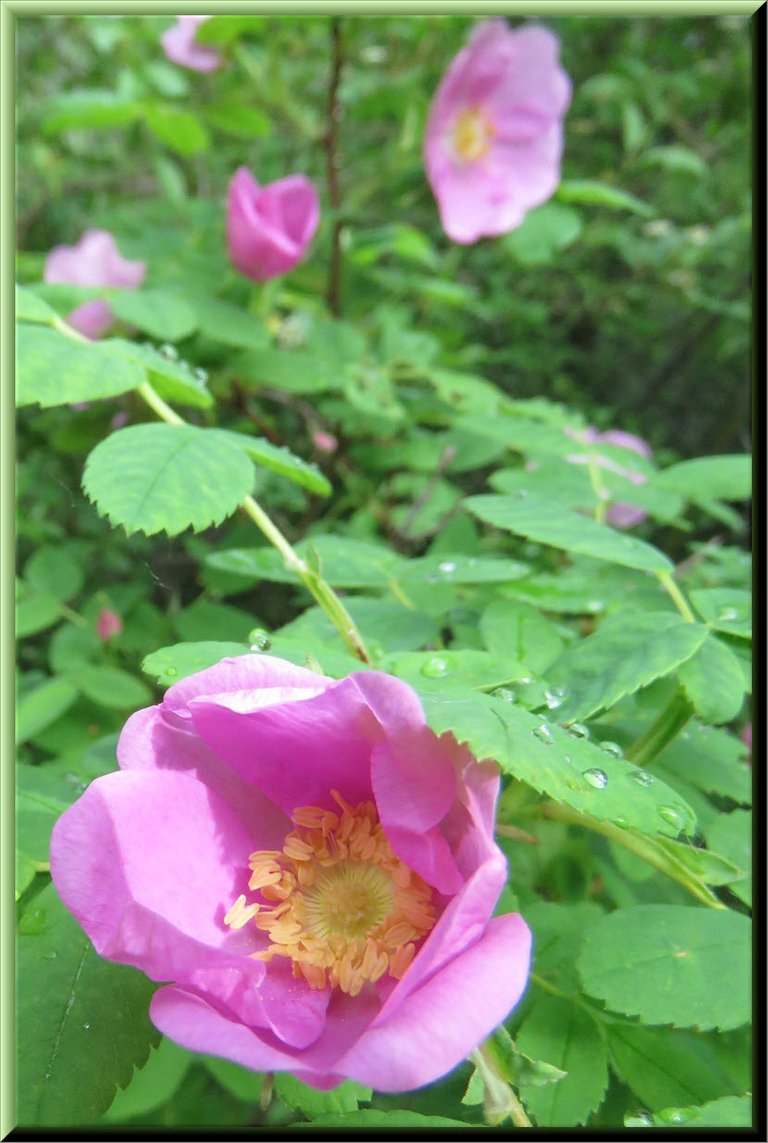 close up wild rose with raindrops on leaves.JPG