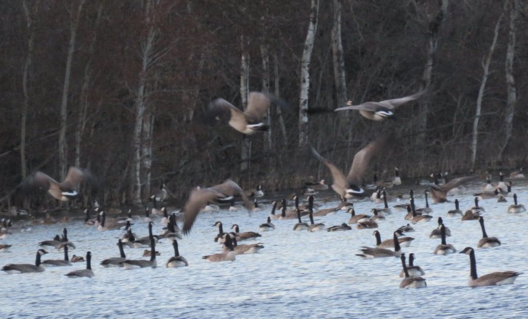 5 geese flying down to land among other geese on pond.JPG