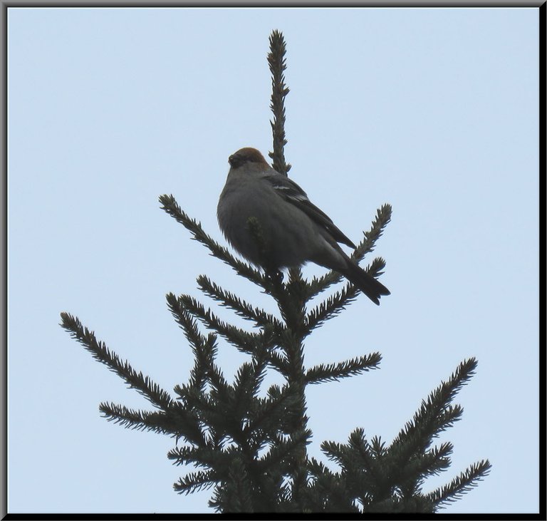 gosbeak ontop of spruce tree.JPG