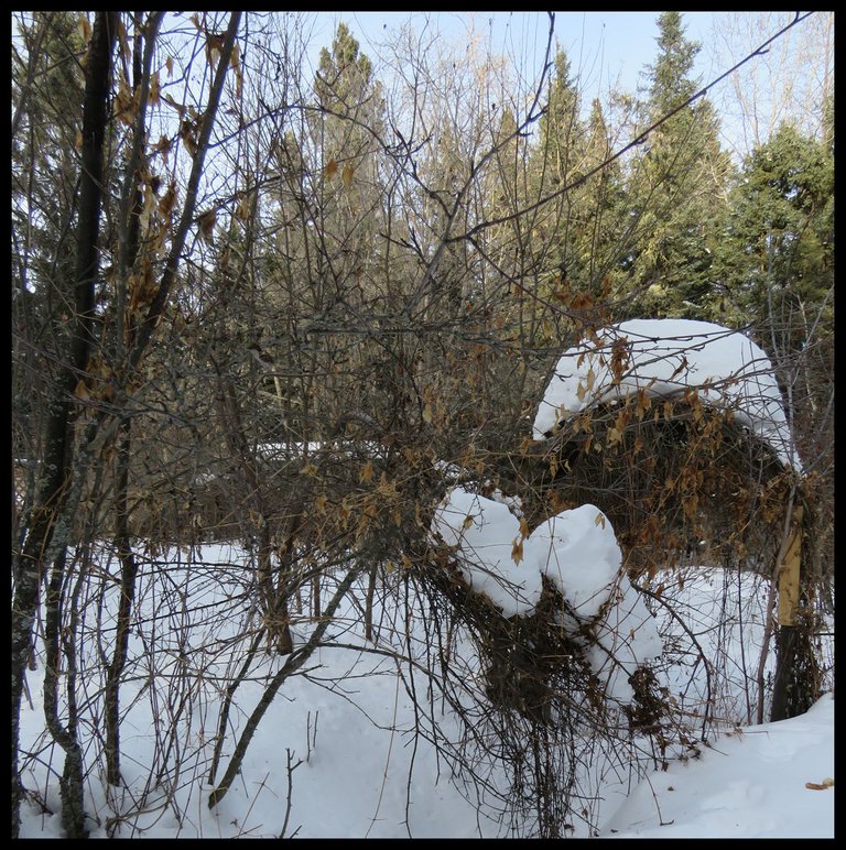 malas crabapple tree by snow topped arch bent down weighted with snow spruce behind highlighted with sunshine.JPG