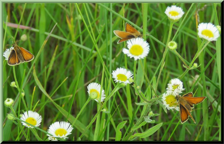 3 small oranges on white fleabane like flowers.JPG