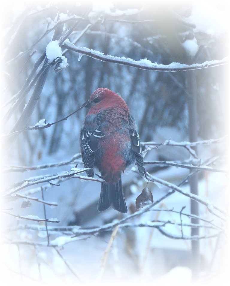 red pine grosbeak on snowy branch.JPG