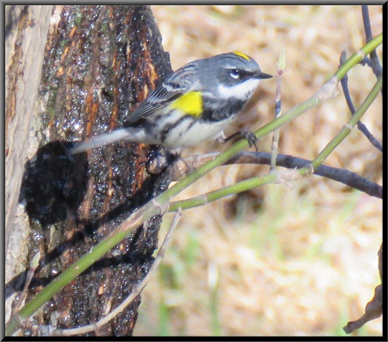 yellow rump warbler on branch by tree trunk close up.JPG