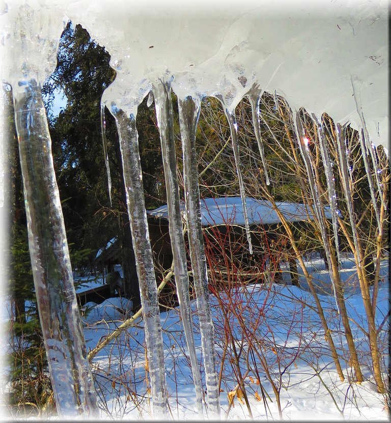 display of  multitude of icicles filter makes bright with red and orange added shed in background.JPG