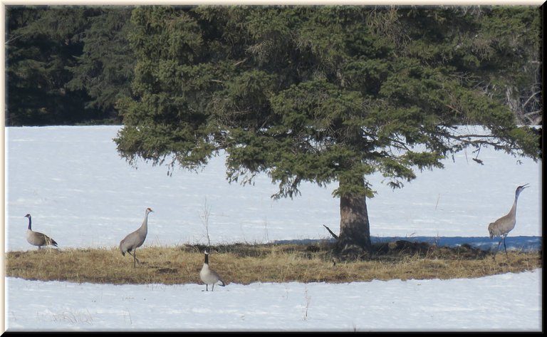 pair of cranes and geese in open space under spruce tree.JPG