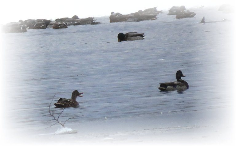 3 ducks swimming in icy water 1 beak open quacking.JPG