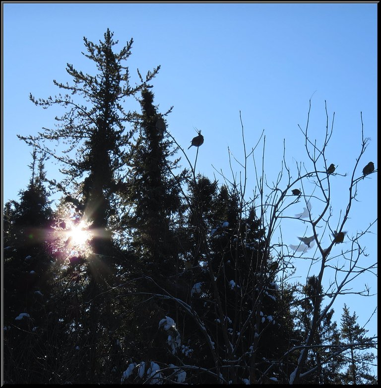 sun rays thru pine trees and bird silhouettes on mountain ash tree.JPG