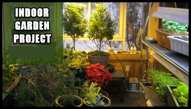 overview of sunroom indoor garden project.JPG