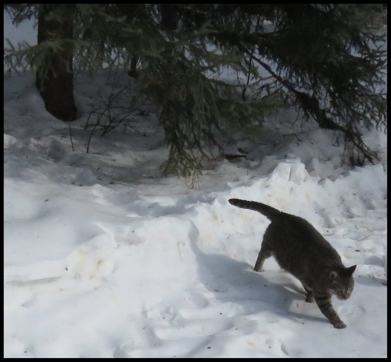 JJ stepping out from under the spruce tree with snow beneath.JPG