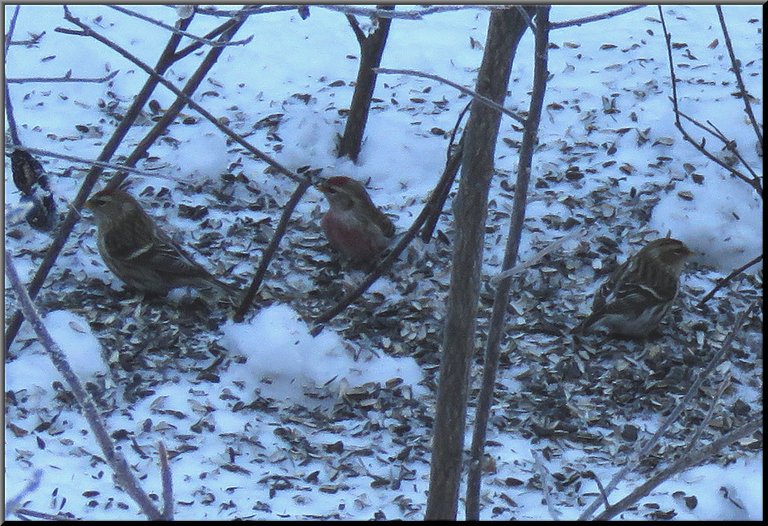 redpolls among sunflower seed shells in snow.JPG