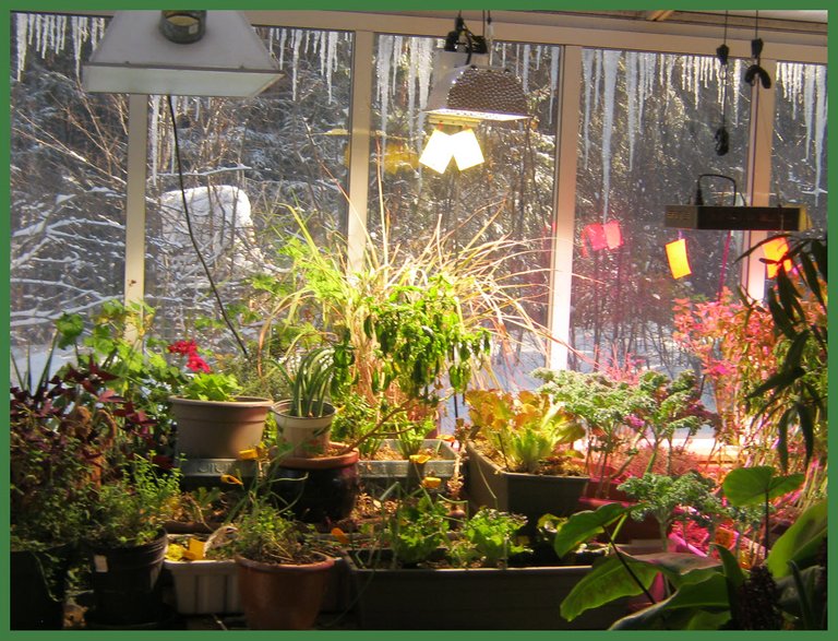 overview of indoor garden from livingroom with icicles in window.JPG