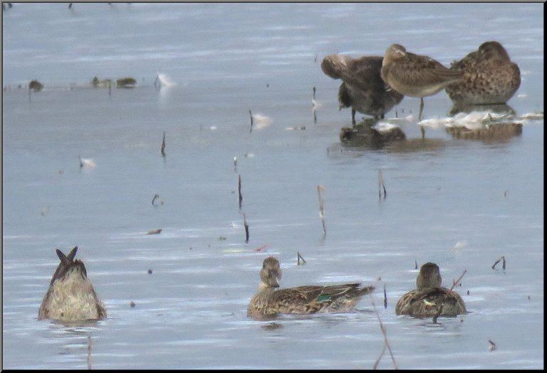 5 teal ducks 2 resting 1 bottom ups 1 looking at me shore bird resting among them.JPG