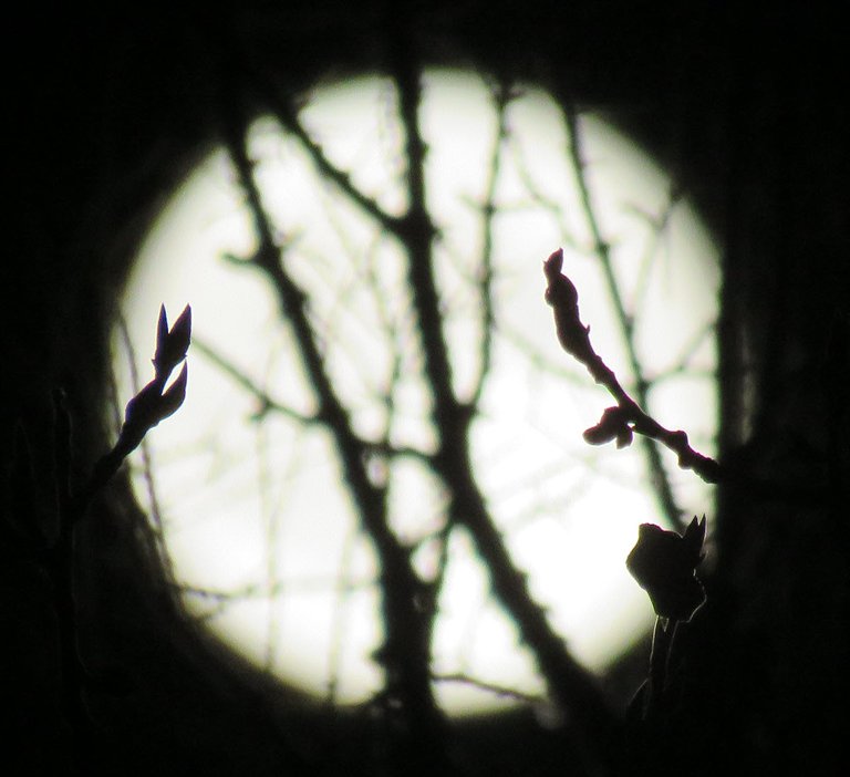 branch design with buds in front of full moon.JPG