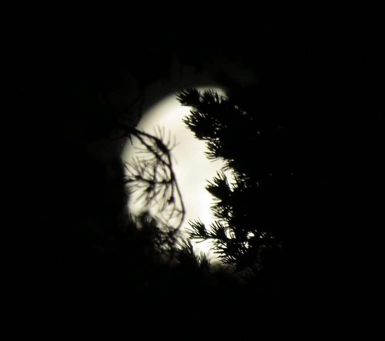 shape of pine needles in front of full moon.JPG