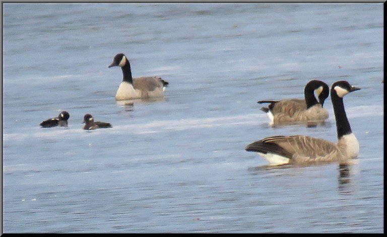 3 Canada Geese 2 bufflehead ducks some grooming.JPG