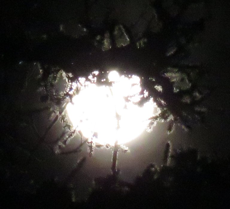 spruce branches holding bright full moon.JPG