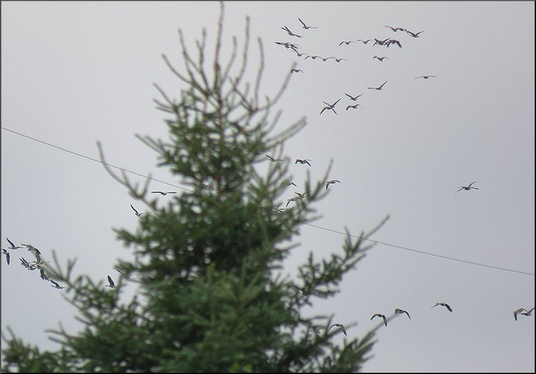 large flock of Canada geese flying behind spruce tree.JPG