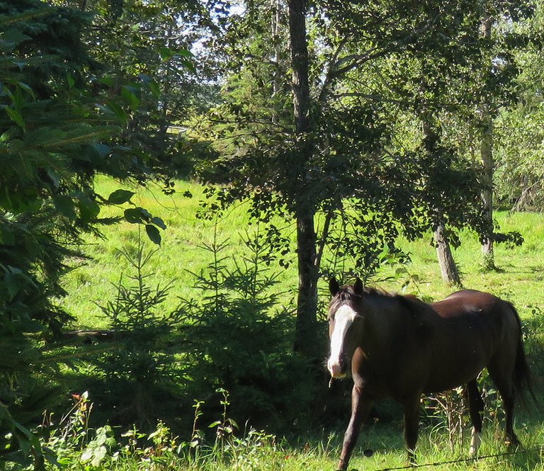 white faced horse walking towards me.JPG