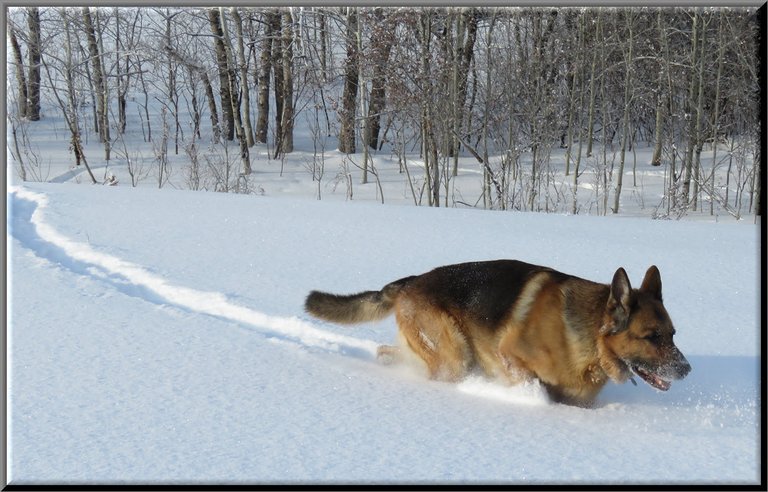 Bruno running through snow.JPG