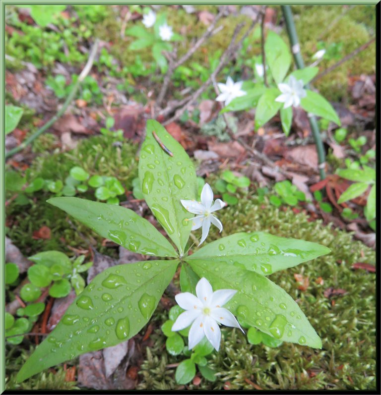 close up starflower with raindrops on leaves others in background with moss.JPG